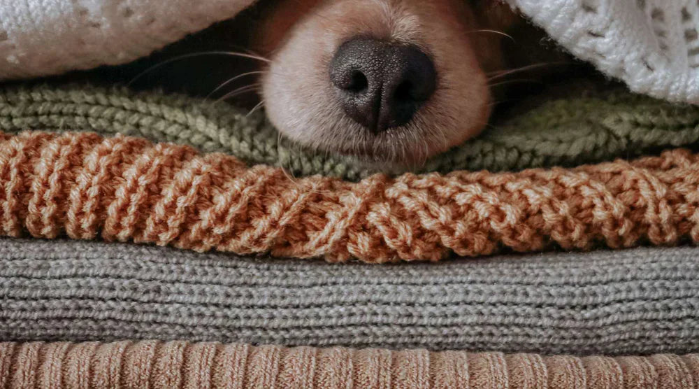 4 Tipps: So wählst du die richtige Kuscheldecke für dein Zuhause aus