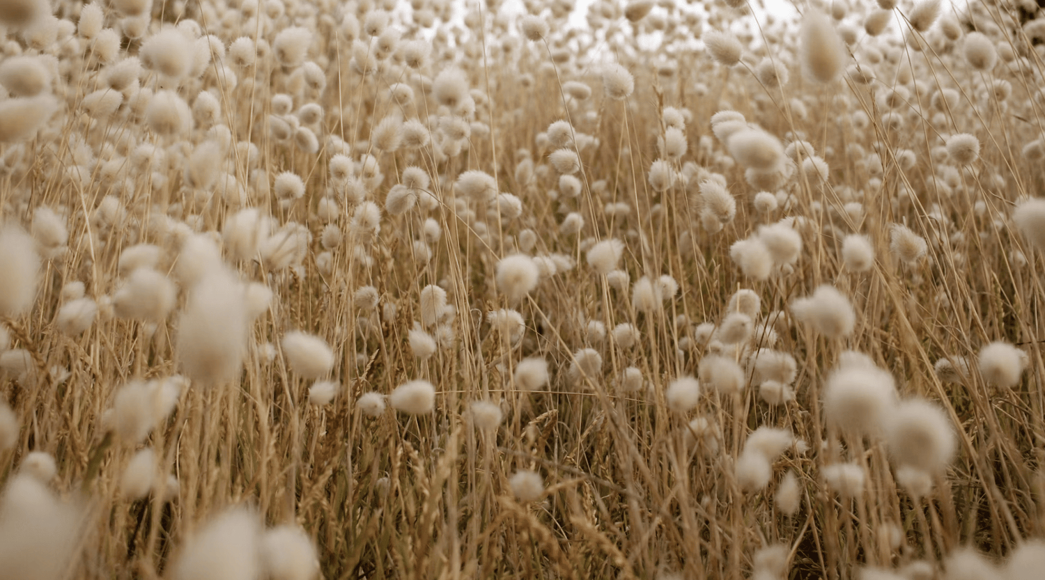 Bio-Baumwolle Vorteile